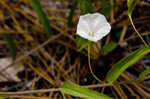 Coastalplain dawnflower